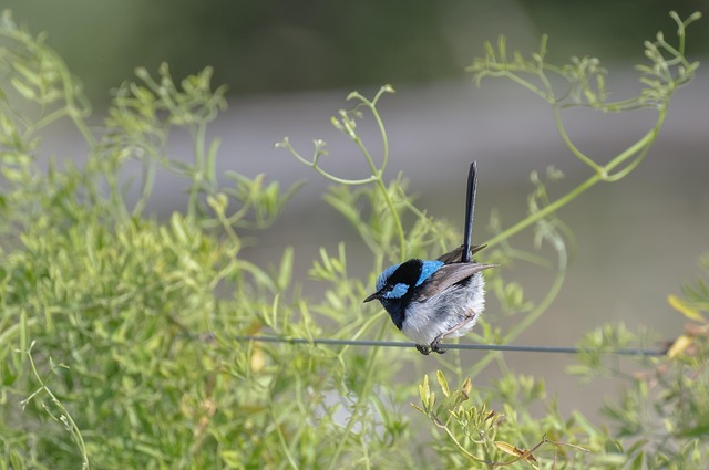 Wild Bird