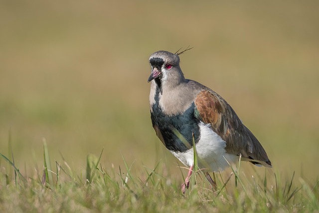 Wild Bird