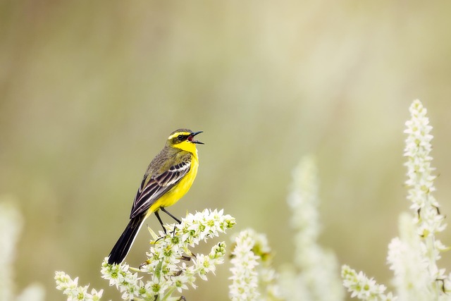 Wild Bird
