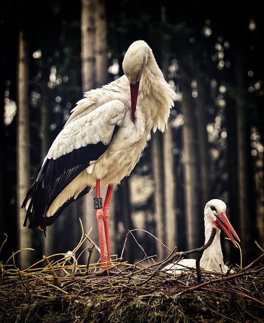 Wild Bird