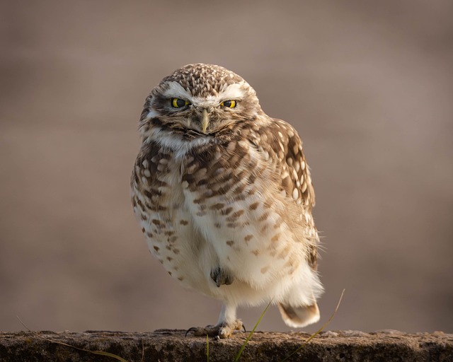 Wild Bird