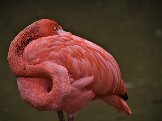 Wild Bird
