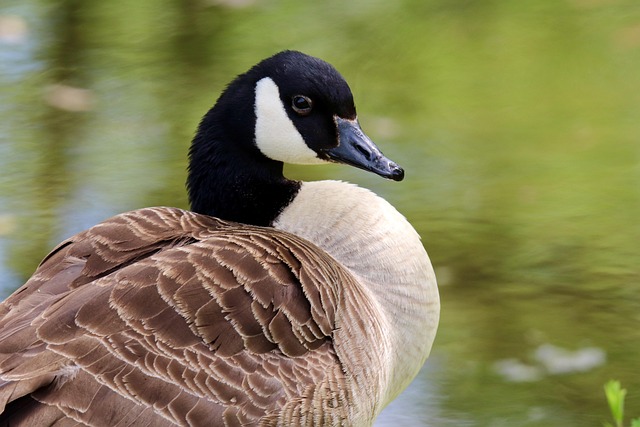 wild-bird-640x480-87580236.jpeg