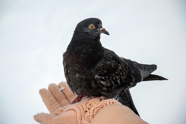 wild-bird-640x480-90155943.jpeg