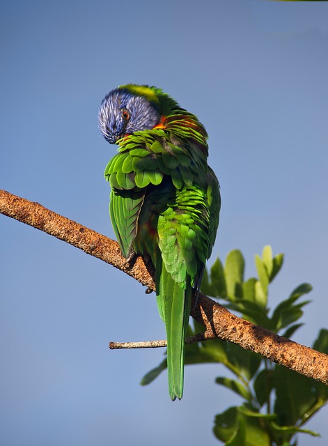 Feed Your Feathered Friends Affordably: Bulk Peanuts & Top-Quality Feeders from Bradford
