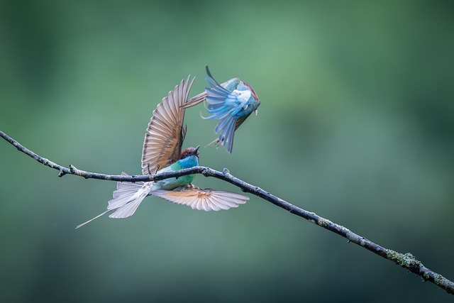 Wild Bird