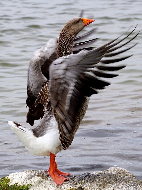Wild Bird