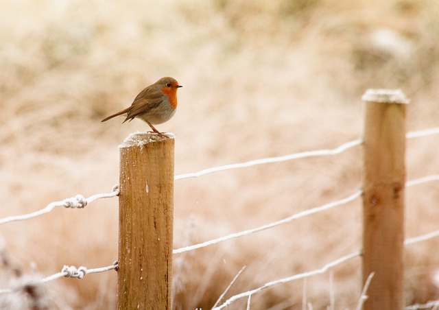 Wild Bird