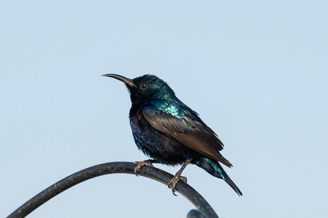 Wild Bird