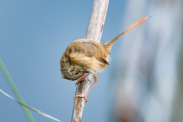 Wild Bird