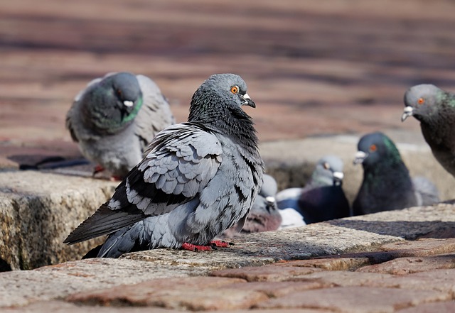 Wild Bird