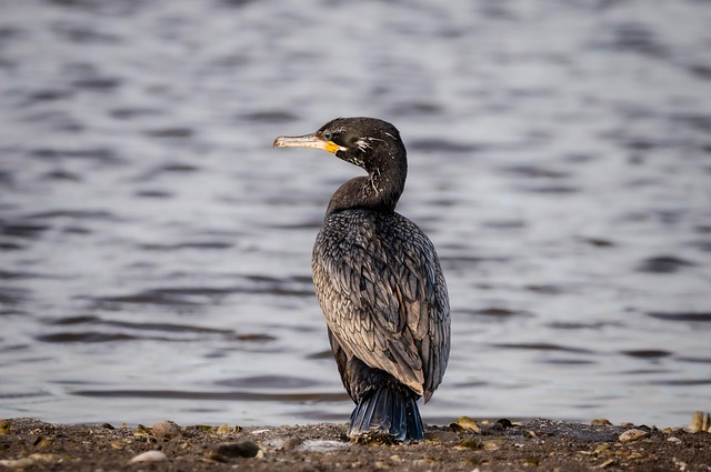 Wild Bird