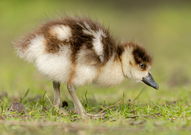 Wild Bird