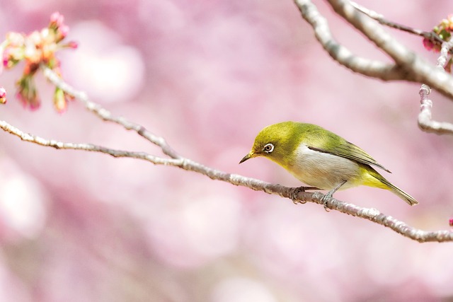 Wild Bird