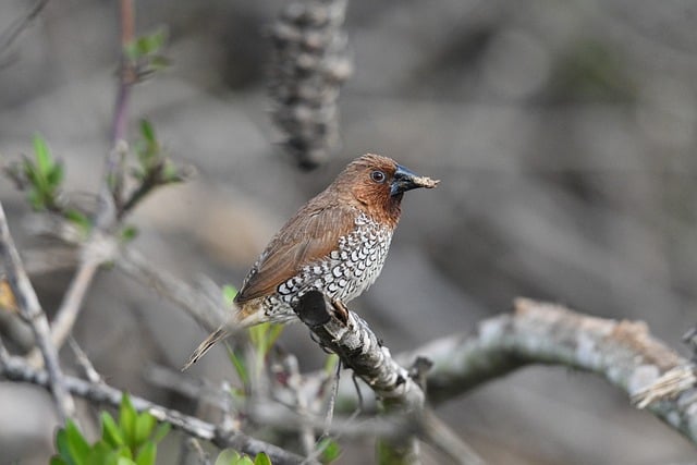 Wild Bird
