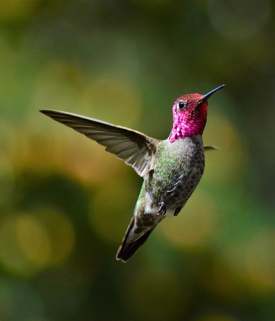 Wild Bird