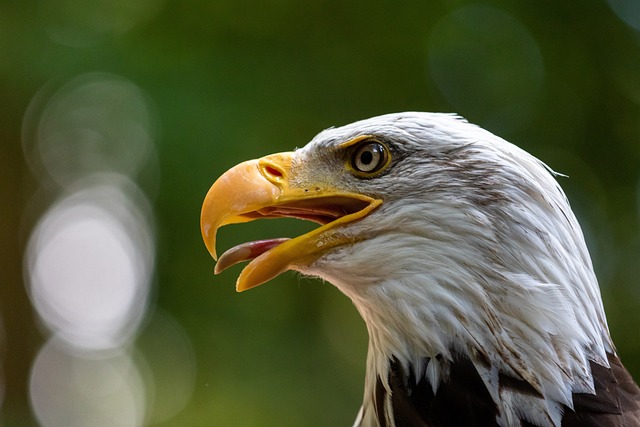 Wild Bird