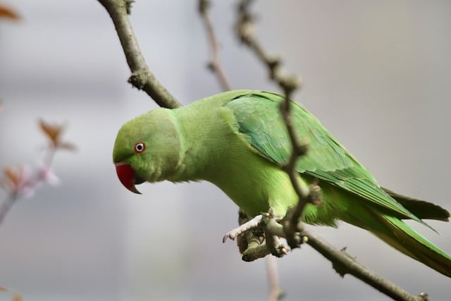 wild-bird-640x480-97021832.jpeg