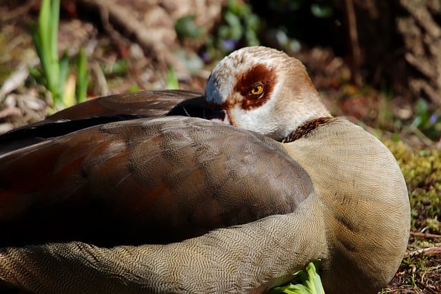 Wild Bird