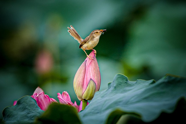 Wild Bird
