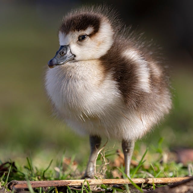 wild-bird-640x480-99341786.jpeg