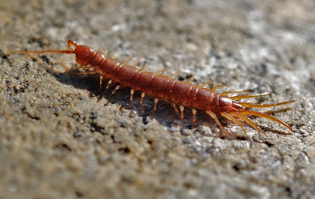 worms