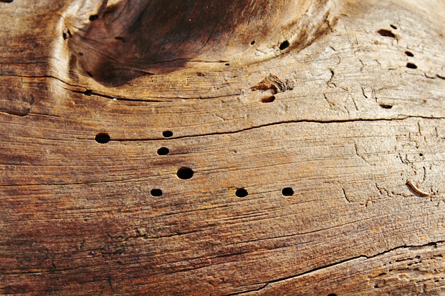 worms