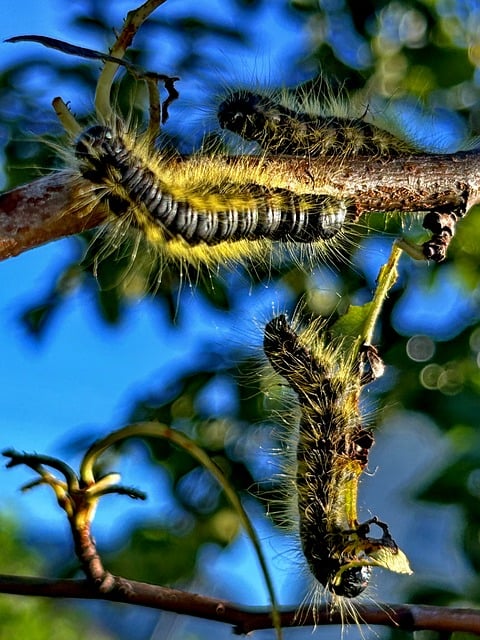 worms