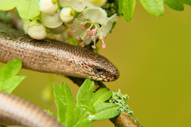 worms