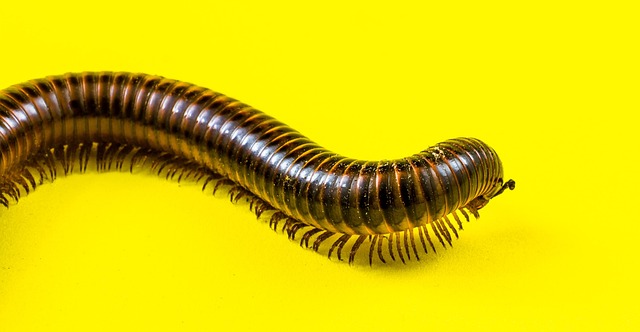 worms