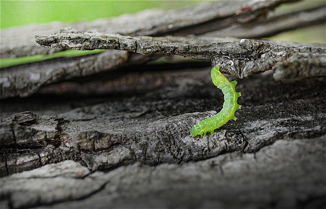 worms