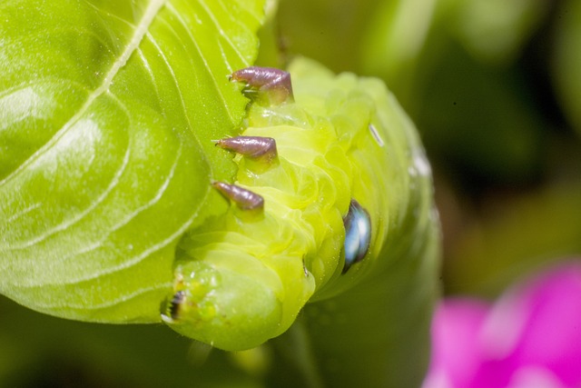 worms
