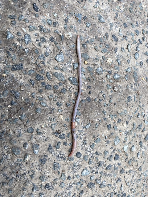 worms