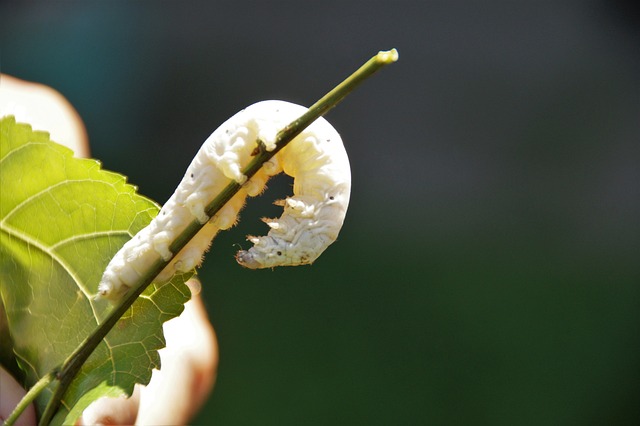 worms