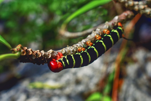 worms
