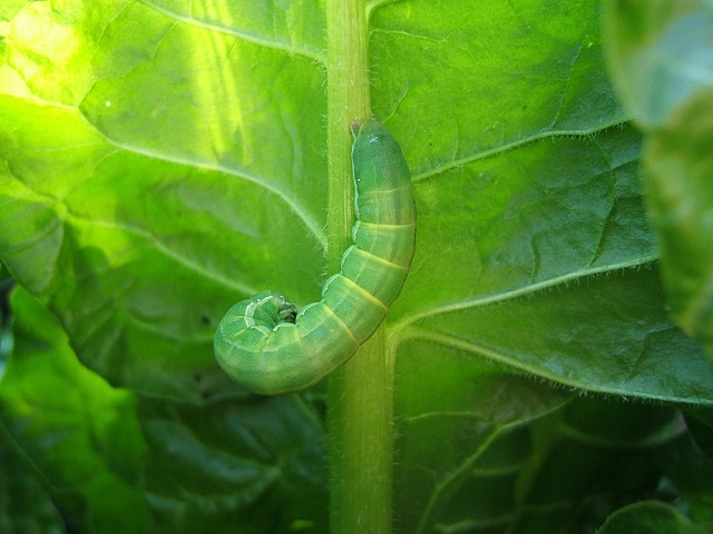 worms