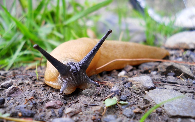 worms