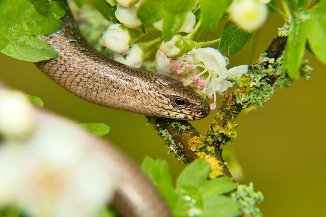 worms