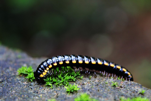 worms