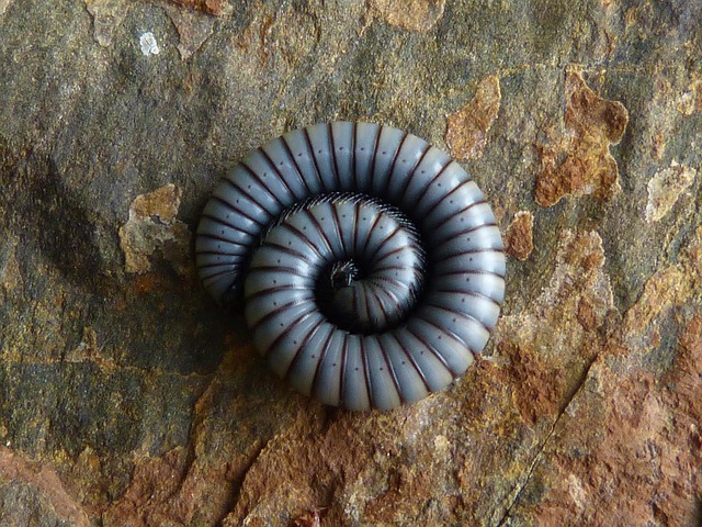 worms