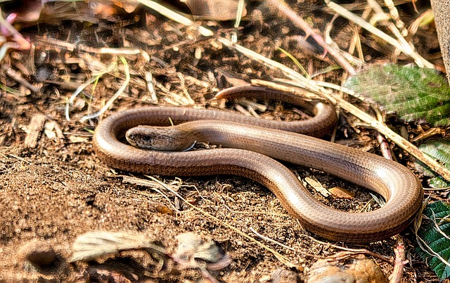 worms