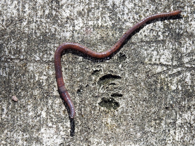 worms