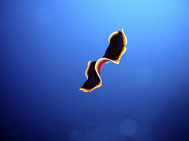 worms-640x480-5398186.jpeg