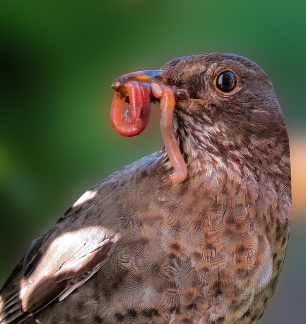 Save Big on Dried Mealworms & Top-Grade Bird Seed in Cardiff – Free Shipping!