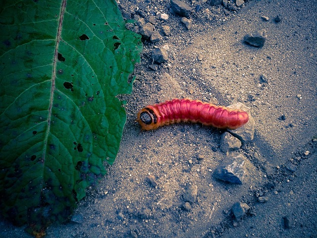 worms-640x480-56410879.jpeg