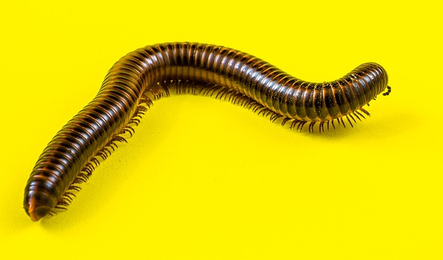 worms