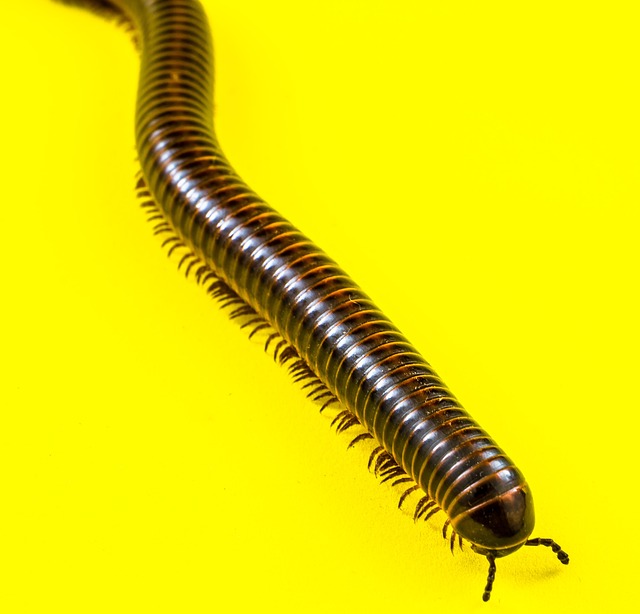 worms