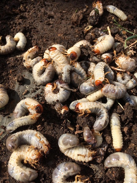 worms