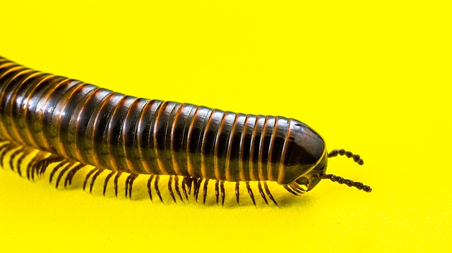 worms