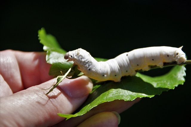 worms
